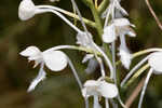 White fringed orchid